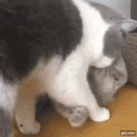 cats kisses GIF