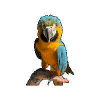 Wildlife Parrot Sticker by Gumbuya World