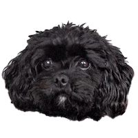 Dog Hund Sticker by United Insights
