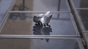 photography no GIF by HuffPost