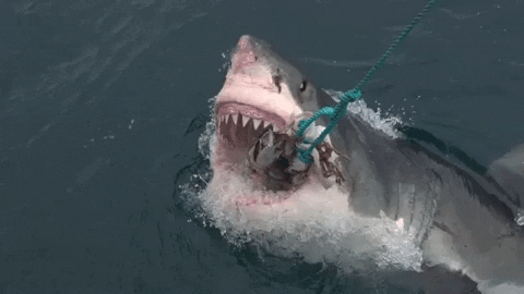Excited Great White GIF by Shark Week