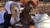 Tennessee Goats Ready for Thanksgiving and Footbaaa