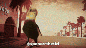 Instagram Bird GIF