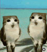 Happy Cat GIF