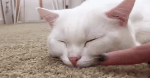 sleepy cat GIF by Cheezburger