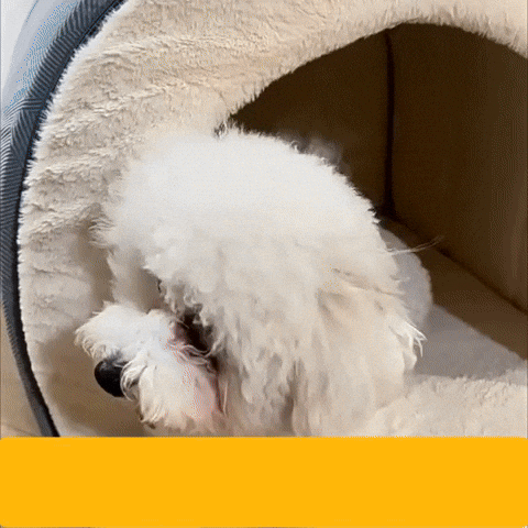 GIF Chien cocon douillet