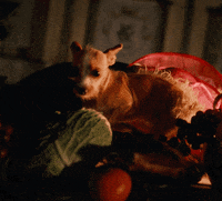 Band Album GIF by Kahlenberg