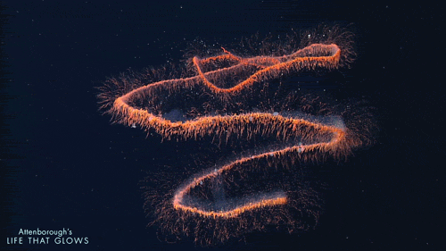 deep sea wildlife GIF by BBC Earth