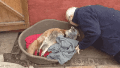 cuteanimalland giphyupload GIF