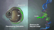 dna medicine GIF by Harvard Medical School