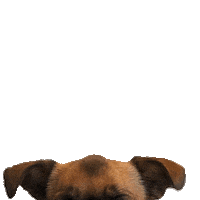 Brussels Griffon Dog Sticker by MISO PUP