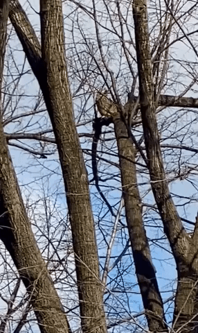 Escaped Zoo Owl Spotted in Central Park