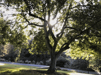 Sun Tree GIF by UC Davis