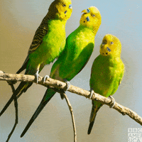 Australia One Planet GIF by BBC America