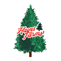 Christmas Tree Sticker by Hayes Farms