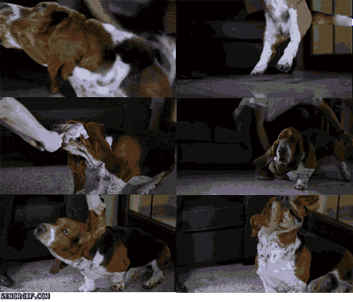 excited basset hound GIF by Cheezburger