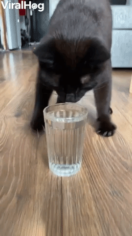 Cat Does Adorable Water Dance 