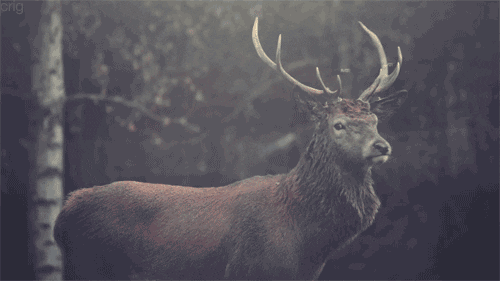 deer staring GIF