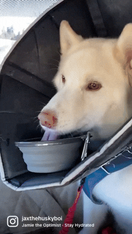 Water Drinking GIF