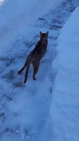 Pet Cat Gets Increasingly Angry on Snowy Walk in Central Massachusetts