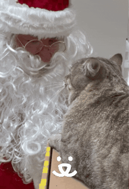 Santa Claus Cat GIF by Best Friends Animal Society