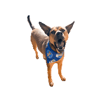 Toy Story Josie Sticker by Geekster Pets