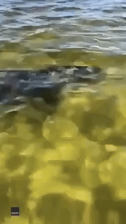 Intrigued Dog Follows Dolphin Through Florida Waters