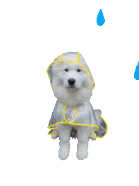 Rain Raining Sticker