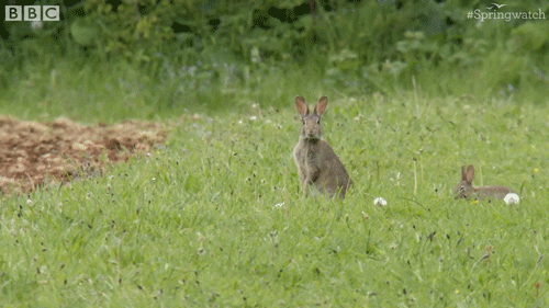 rabbit eat GIF by BBC Earth