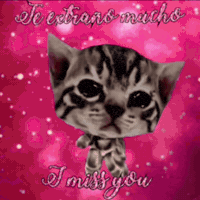 I Love You Cat Dance GIF