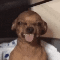 Dog Tounge Out GIF