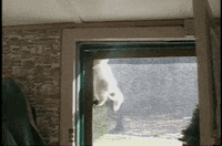 americas funniest home videos GIF by AFV Pets