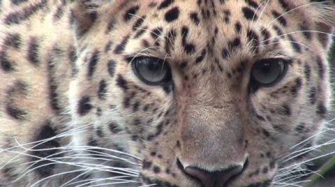 leopard GIF