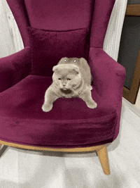 Ceda35 cat animals cats kitty GIF