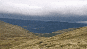 albacampers  GIF