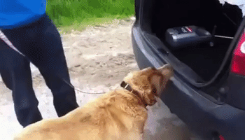 Enthusiastic Dog Struggles to get Into Car Trunk