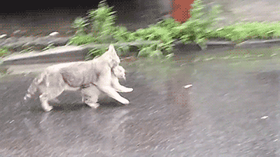 cuteanimalland giphyupload GIF