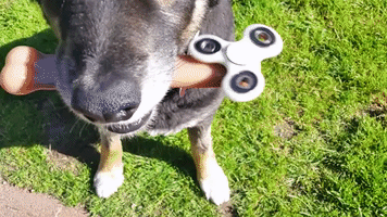 Talented Dog Shows Off Fidget Spinner Trick