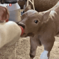 Hungry Lunch GIF by TRT