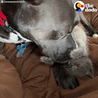 Dog GIF by The Dodo