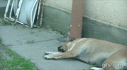 animals being jerks poke GIF
