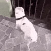 Happy Dance GIF