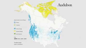 tundra swan GIF by audubon