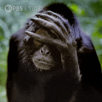 Wildlife gif. A dark-haired monkey wipes its hand across its face and forehead, looking directly into our souls.