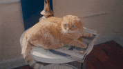 now that i found you shrampton GIF by Carly Rae Jepsen