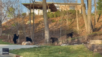 Group of Bears Spotted Frolicking Around Asheville Yard