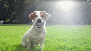 dentist GIF