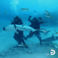 Diving GIF by Shark Week