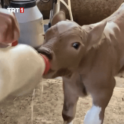 Hungry Lunch GIF by TRT