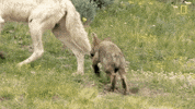 natgeochannel nat geo yellowstone yellowstone live predator baby boom GIF